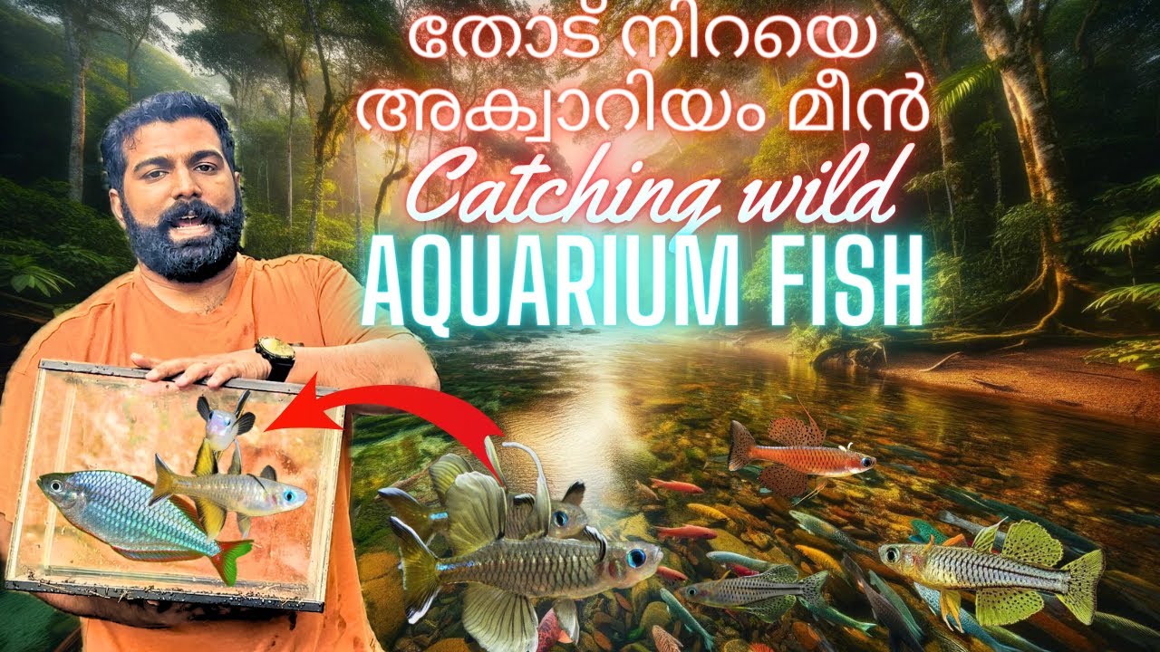 Collecting Wild Aquarium Fish and setting a Biotope river tank | അക്വാറിയം ഫിഷ്  മലയാളം