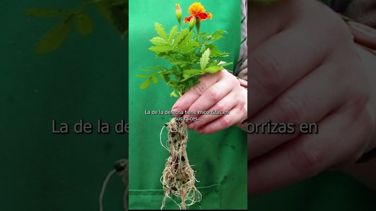 &iexcl;Las micorrizas hacen la diferencia! #agroecolog&iacute;a #plantas #agricultura  #educaci&oacute;n #fyp #reels