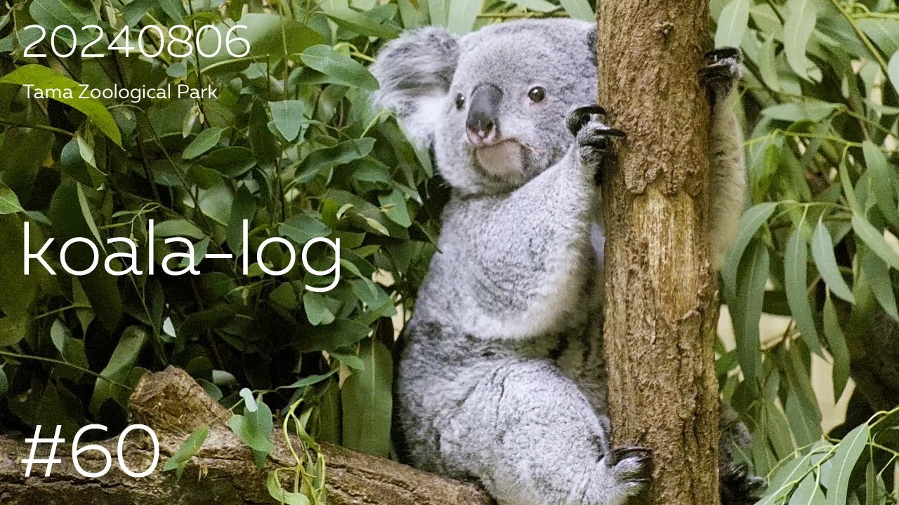 [koala-log] コアラログ #60 多摩動物公園 240806🐨