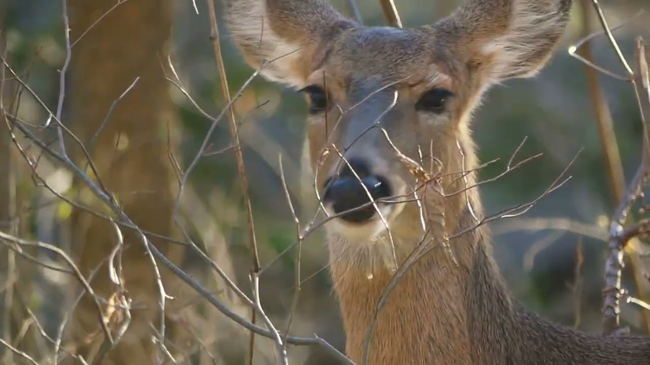 Tennessee Wildlife (Short Documentary)