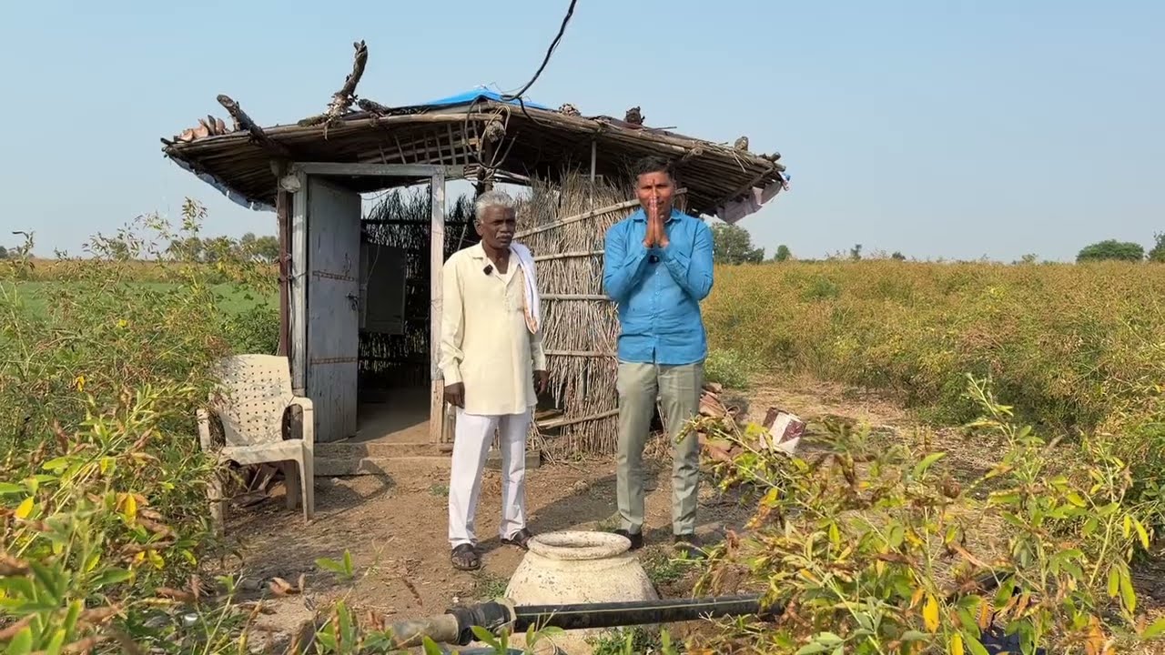 SRT तुर शेती अमरावती खूप चांगला परिणाम 