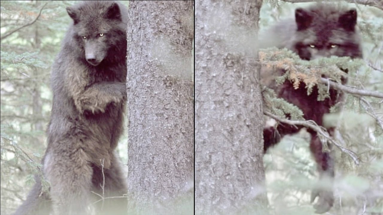 Trail Camera Filmed a Real Dogman. Clearest Dogman Footage Seen - Dogman Encounter Story