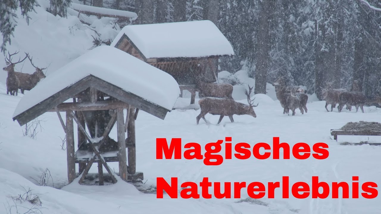 Hirsche selbst beobachten: Ein unvergessliches Naturerlebnis; F&uuml;tterung im Schneegest&ouml;ber in Bayern