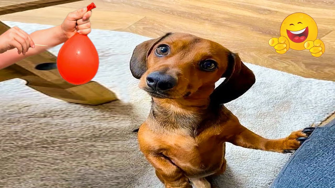Funniest Confused Pets Compilation | Funny Pet Videos