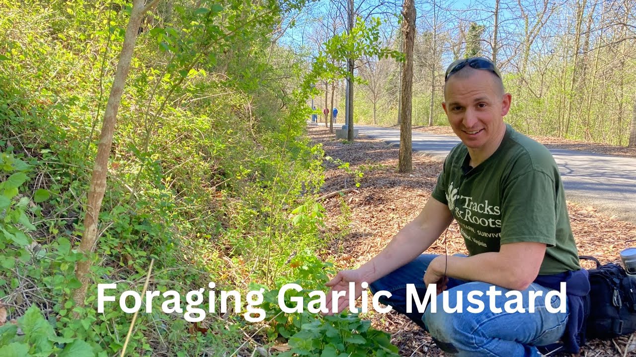 Foraging Garlic Mustard