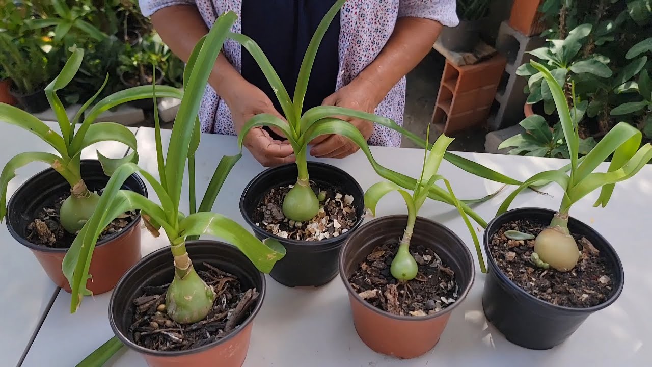🍀🧅CEBOLLA DE LA SUERTE/ ALBUCA BRACTEATA🧅🍀