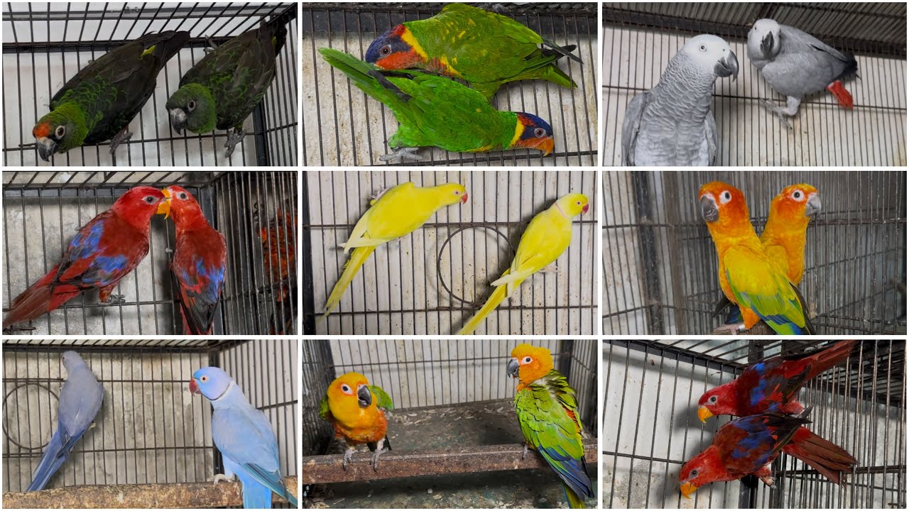 Sunday Birds Market Multan Birds Market Multan 02 April 2026 | Rasheedabad Birds  Market Multan 
