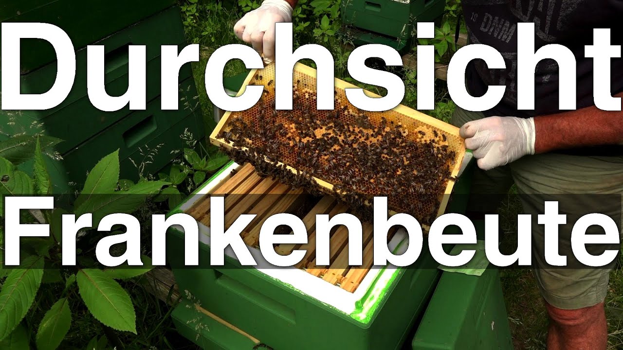 Bienen-Durchsicht Franken-Beute: was passt hier nicht?