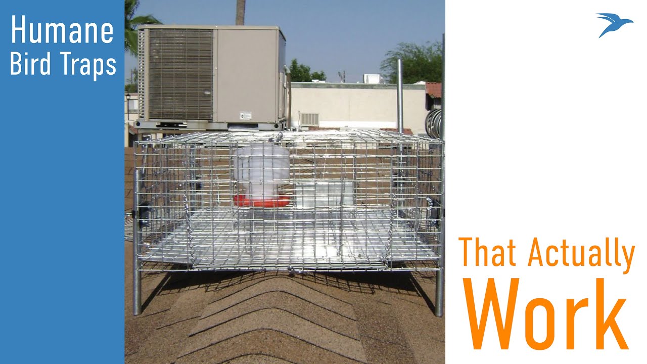 Introducing the new Live Capture Traps for Pigeons