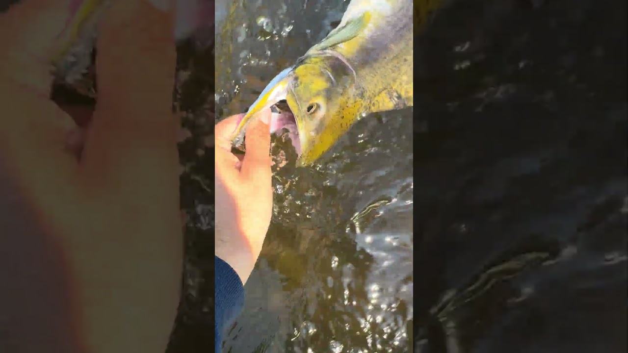 Floppy pink salmon release #shorts #freshwaterfish #release #fish #salmon #gamefish #salmonrun