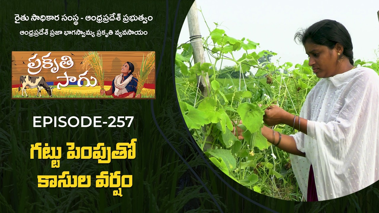 E257 | గట్టు పెంపుతో కాసుల వర్షం | జి. నాగమణి | కృష్ణా జిల్లా