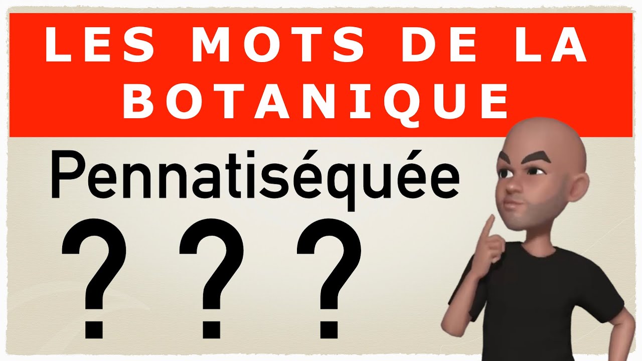 Pennées, imparipennées, pennatiséquées et le reste
