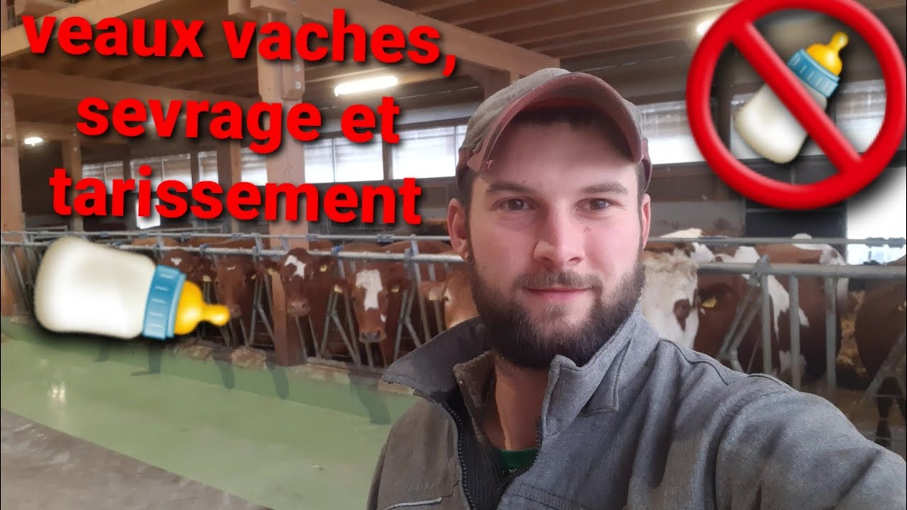 Vaches et veaux, sevrage et tarissement