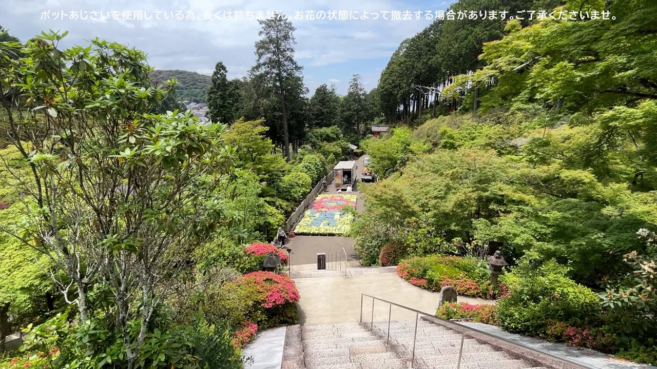 三室戸寺 あじさいアート2025の製作にお邪魔しました。 / あめちゃんアート2025の製作しちゃいました。