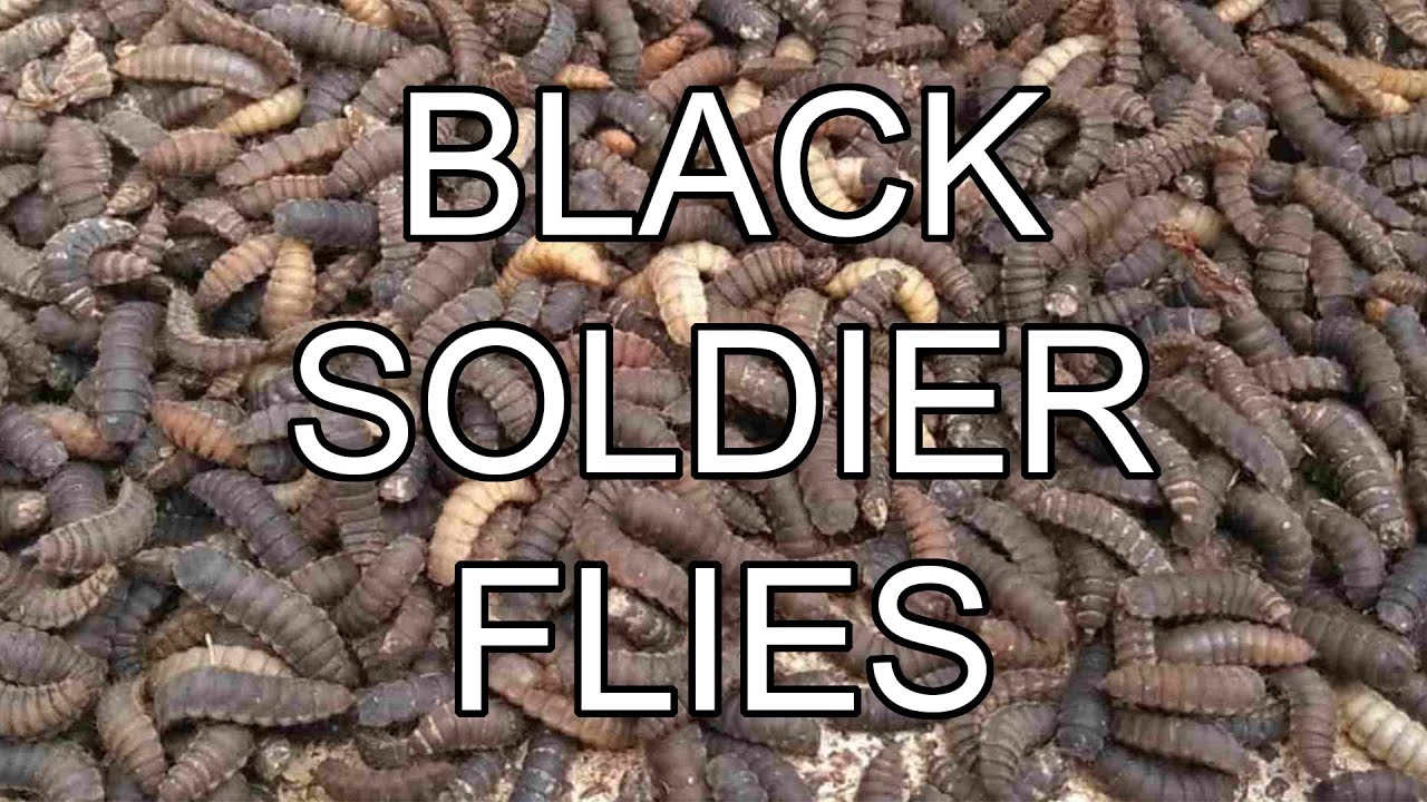 Black Soldier Flies: Processing Food Waste