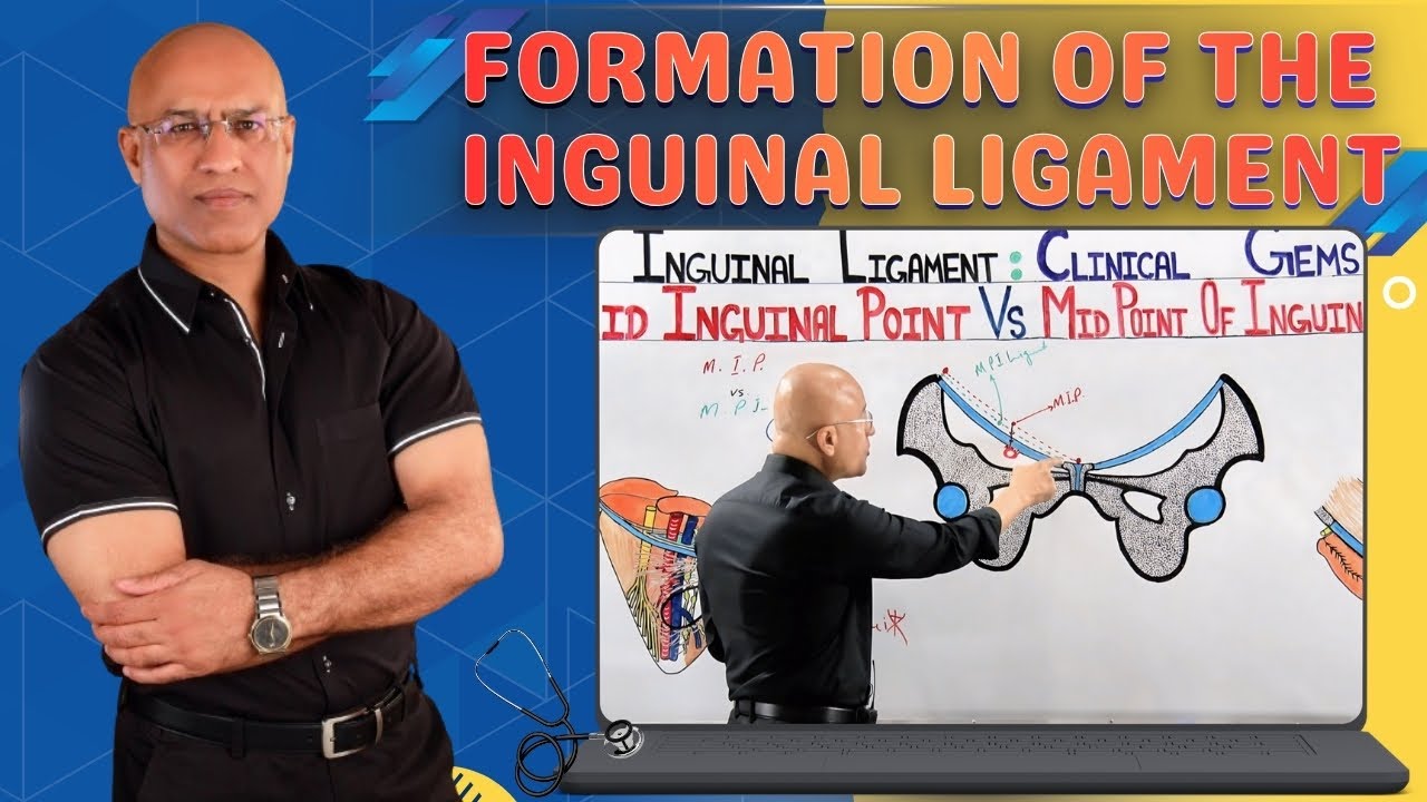 Formation of the Inguinal Ligament | Human Anatomy