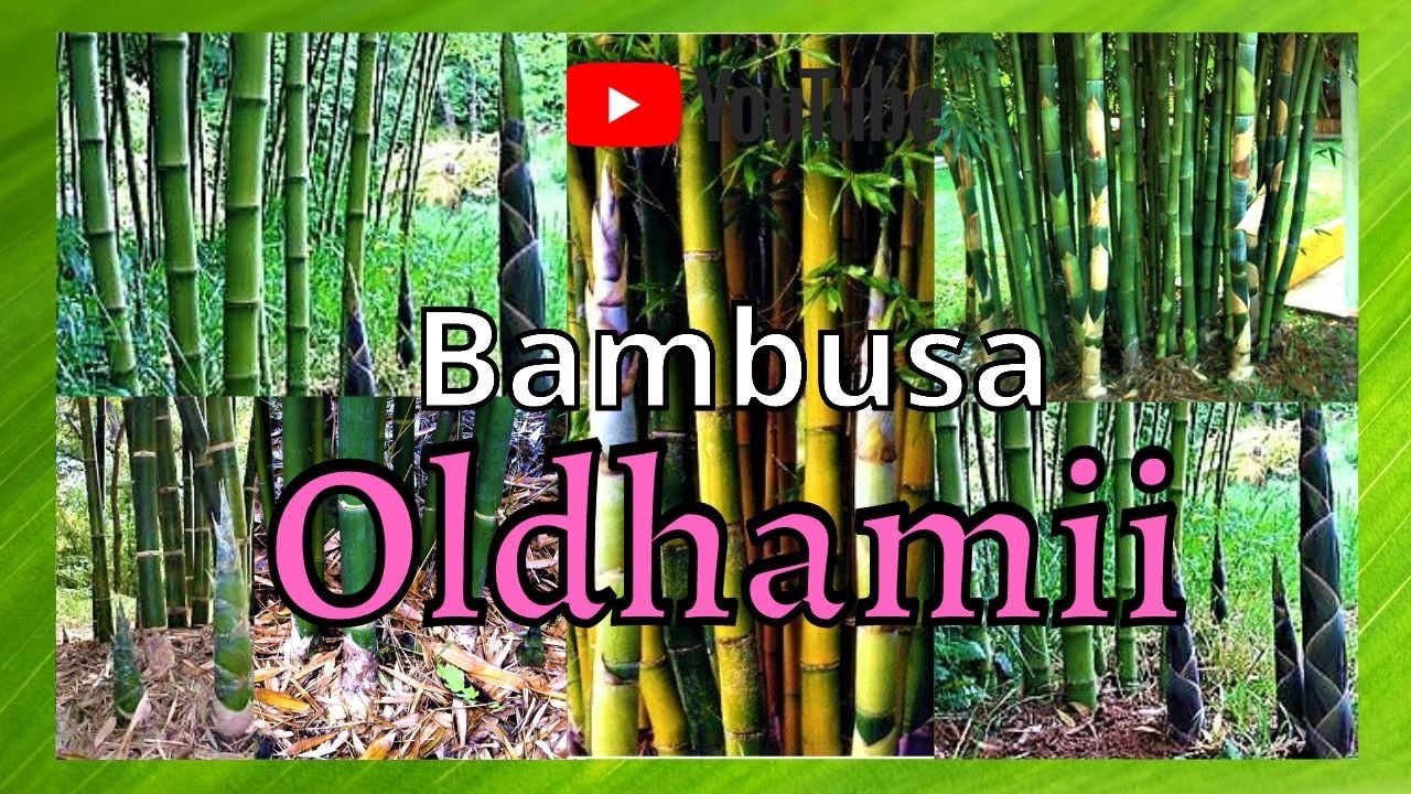 Como plantar bambu (Bambusa Oldhamii) - Youtube