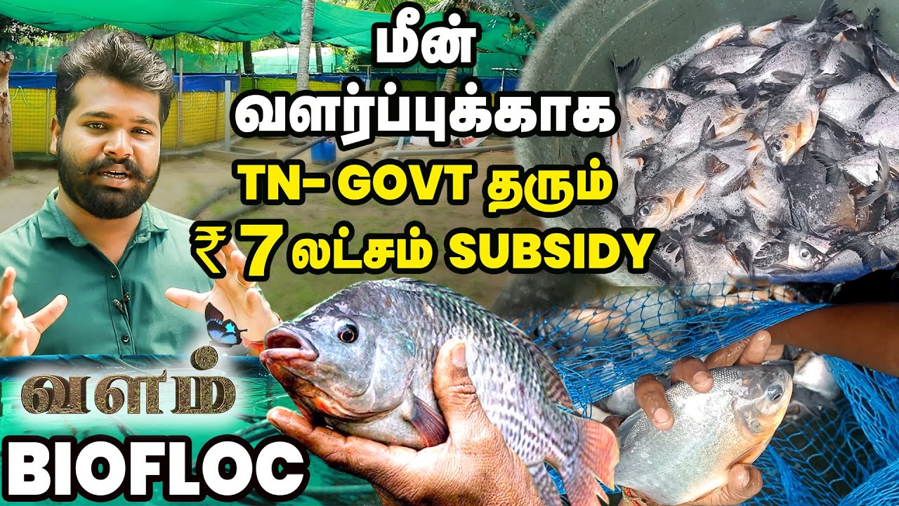 ஏழு தொட்டி போதும், 4 லட்ச மீன் குஞ்சுகளை வளர்க்கலாம்! | Bio Floc Farming | Fish Farming | IBC Tamil