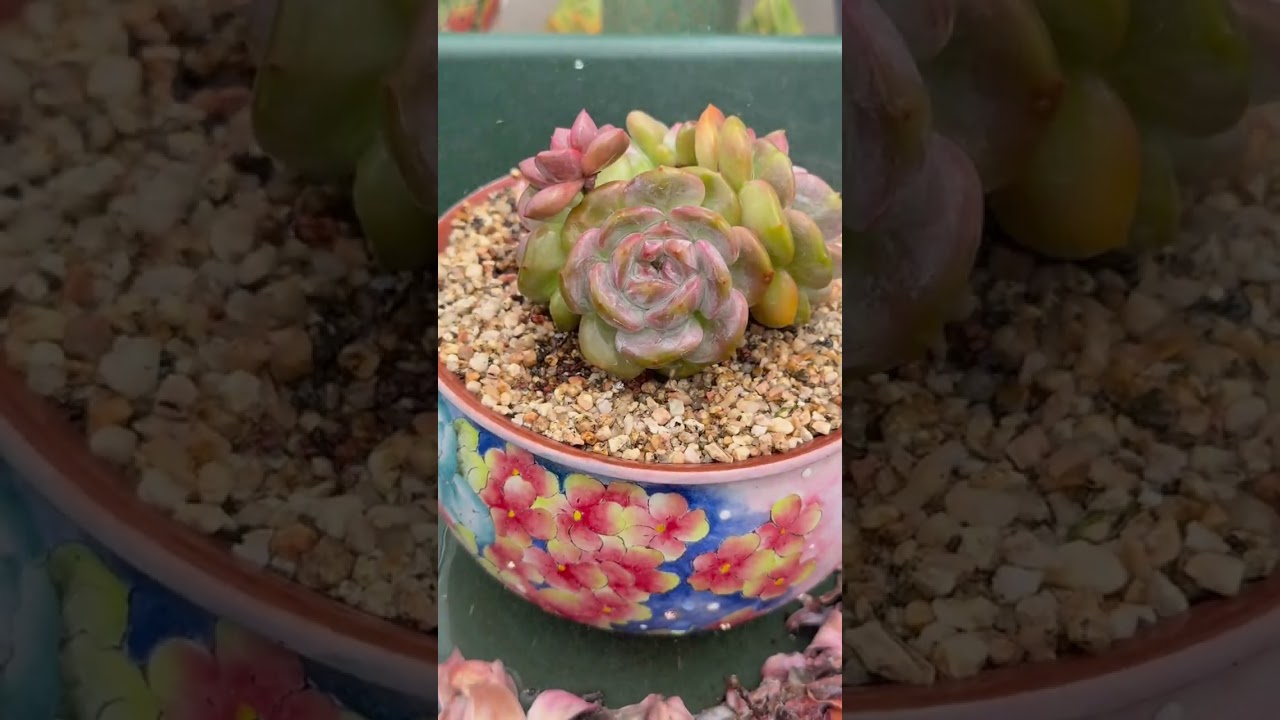Your Succulents Are Not Growing — Here’s the Real Reason Nobody Explains