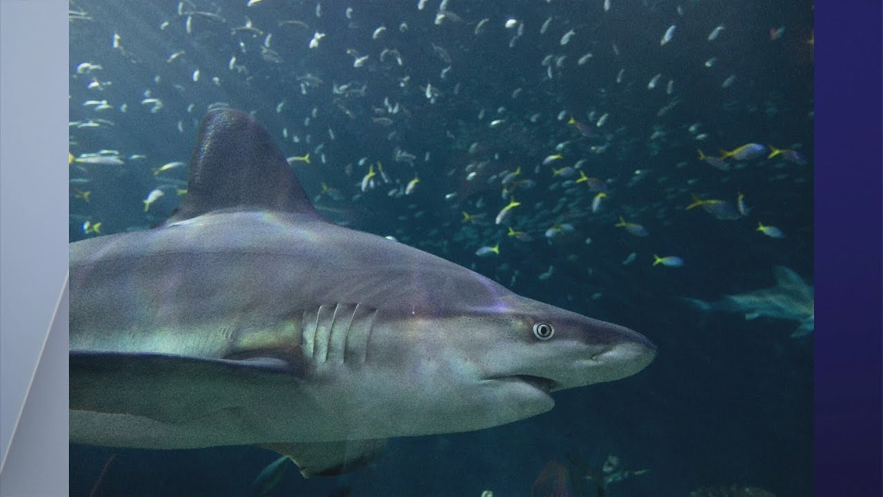 Midday Fix:  Shark Week with Shedd Aquarium