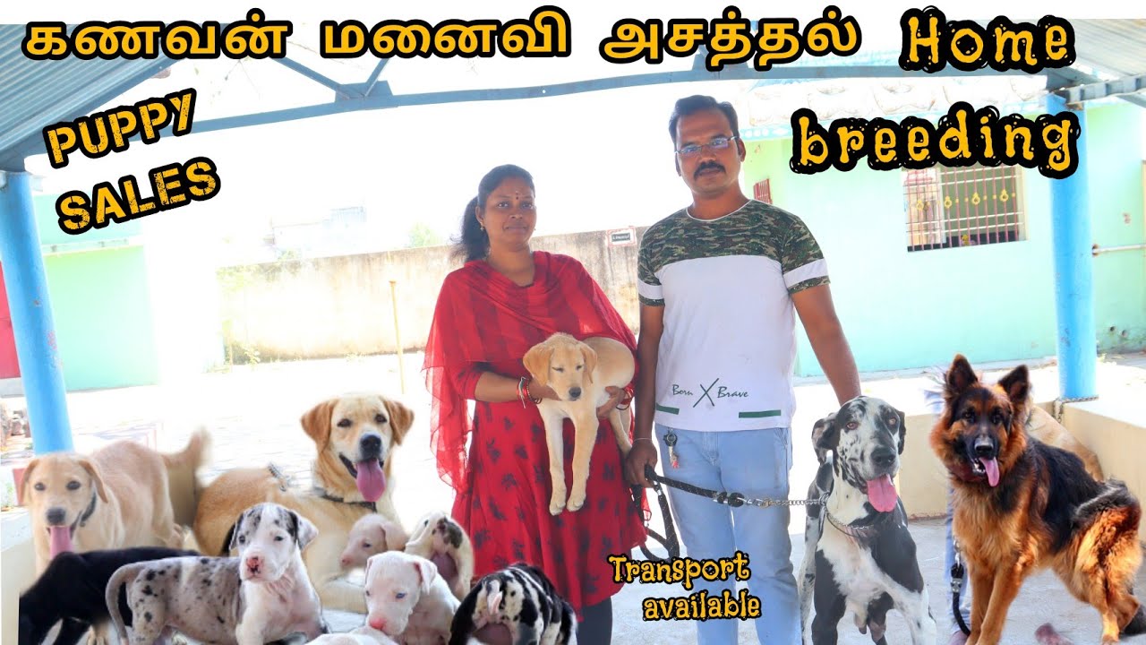 Dog's Home breeding in Vellore 💢 puppy sales #gredan #Beagle #lab #dog #pannaiveedu #puppy #chennai