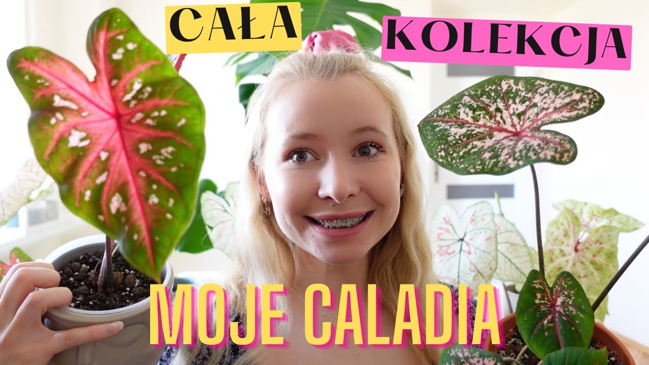 MOJA KOLEKCJA CALADIUM - 11 ODMIAN! | AGA PRZESADZA