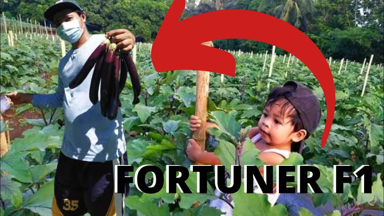 Fortuner F1|Eastwest Seeds