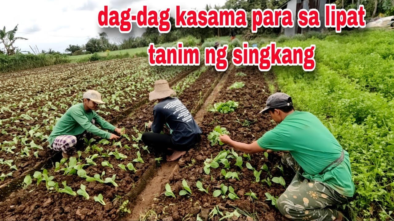 Paglipat tanim ng singkang Tuloy pa rin ang tamin