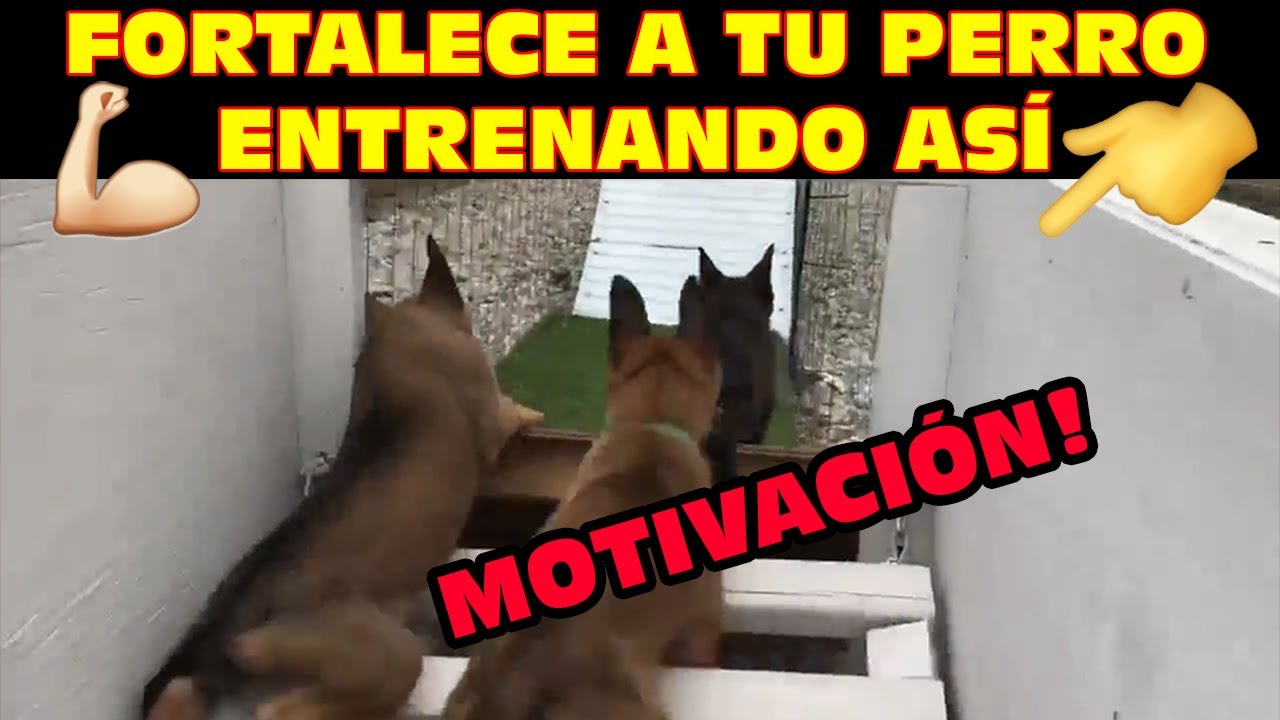 Fortalece el carácter de tu perro 💪 entrenando así 😲