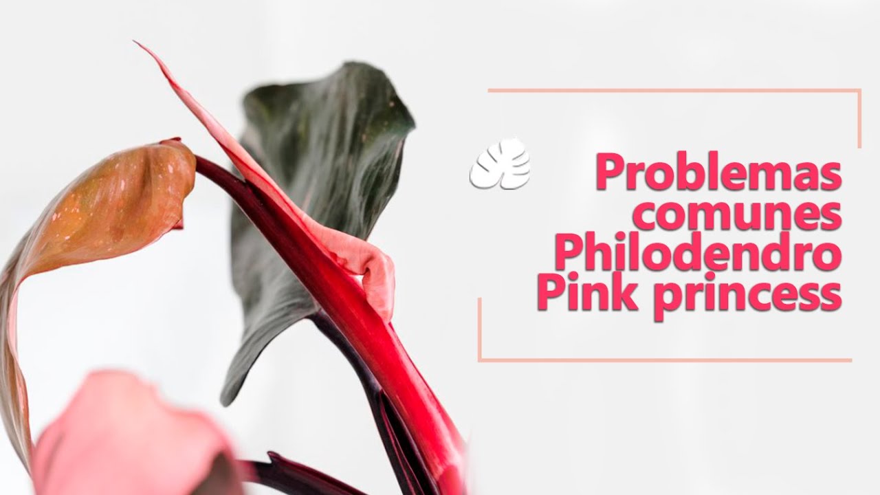 Philodendron Pink Princess guia completa de problemas y soluciones.