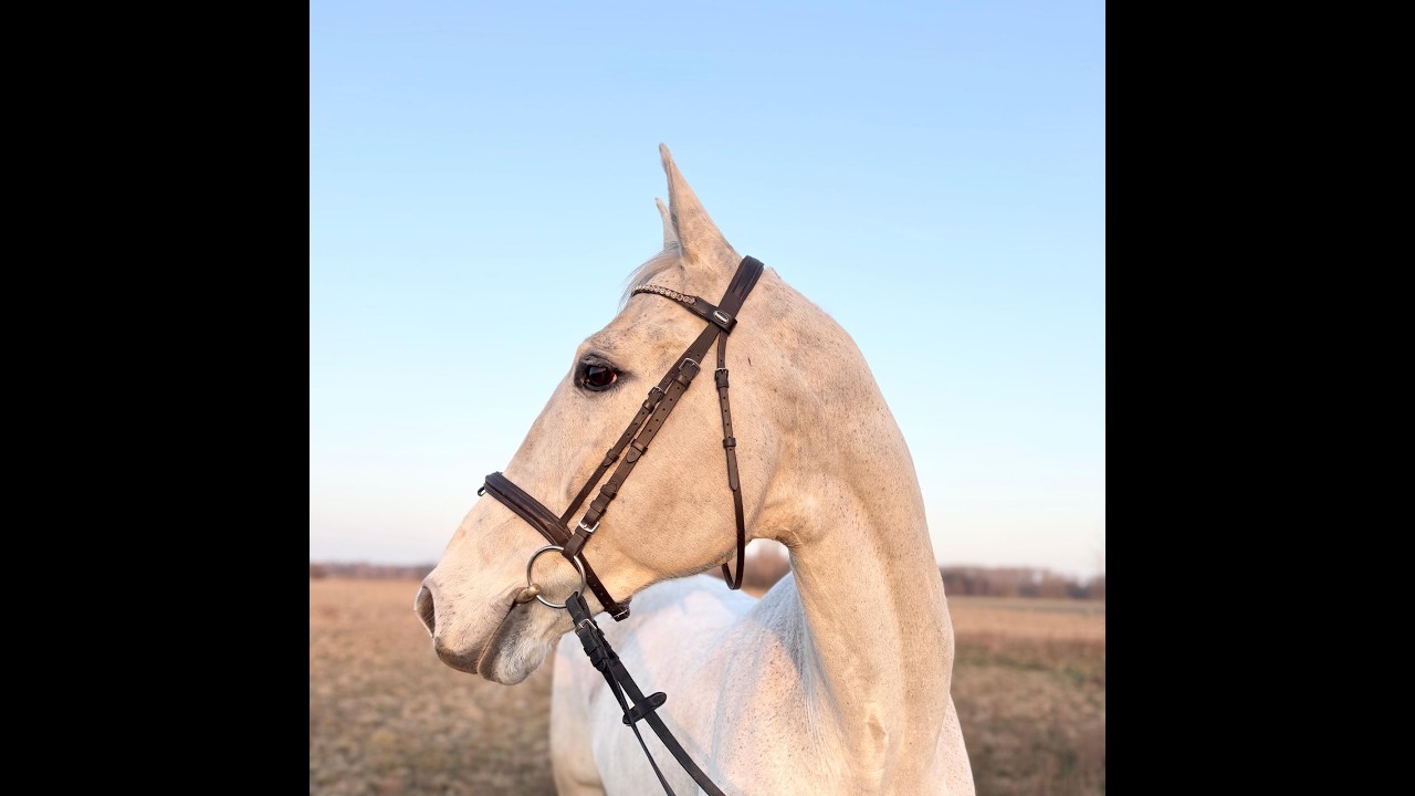 13yo gelding by Zirocco Blue VDL x Ahorn, ex 140 jumper