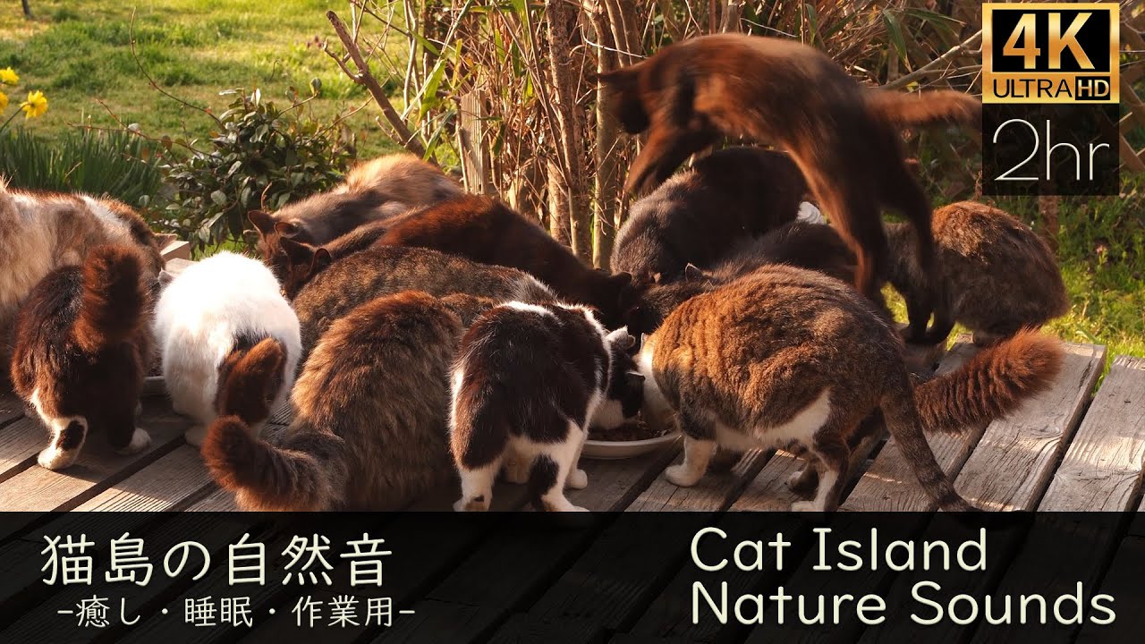 【猫島🐈️の猫と自然音 3rd】猫たっぷり 猫島の癒しを猫島の自然な音と一緒に。癒しも勉強も集中もリラックスも。朝から元気な猫さん、子猫さん