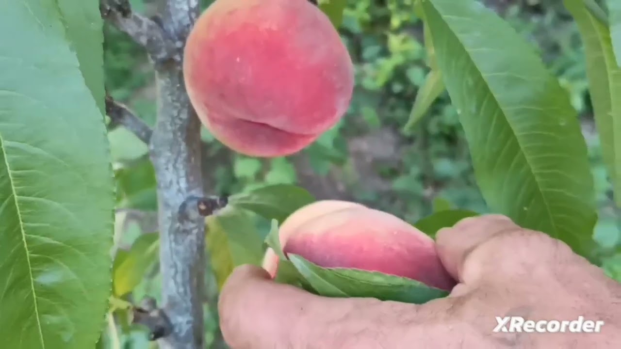 Персик Харнас