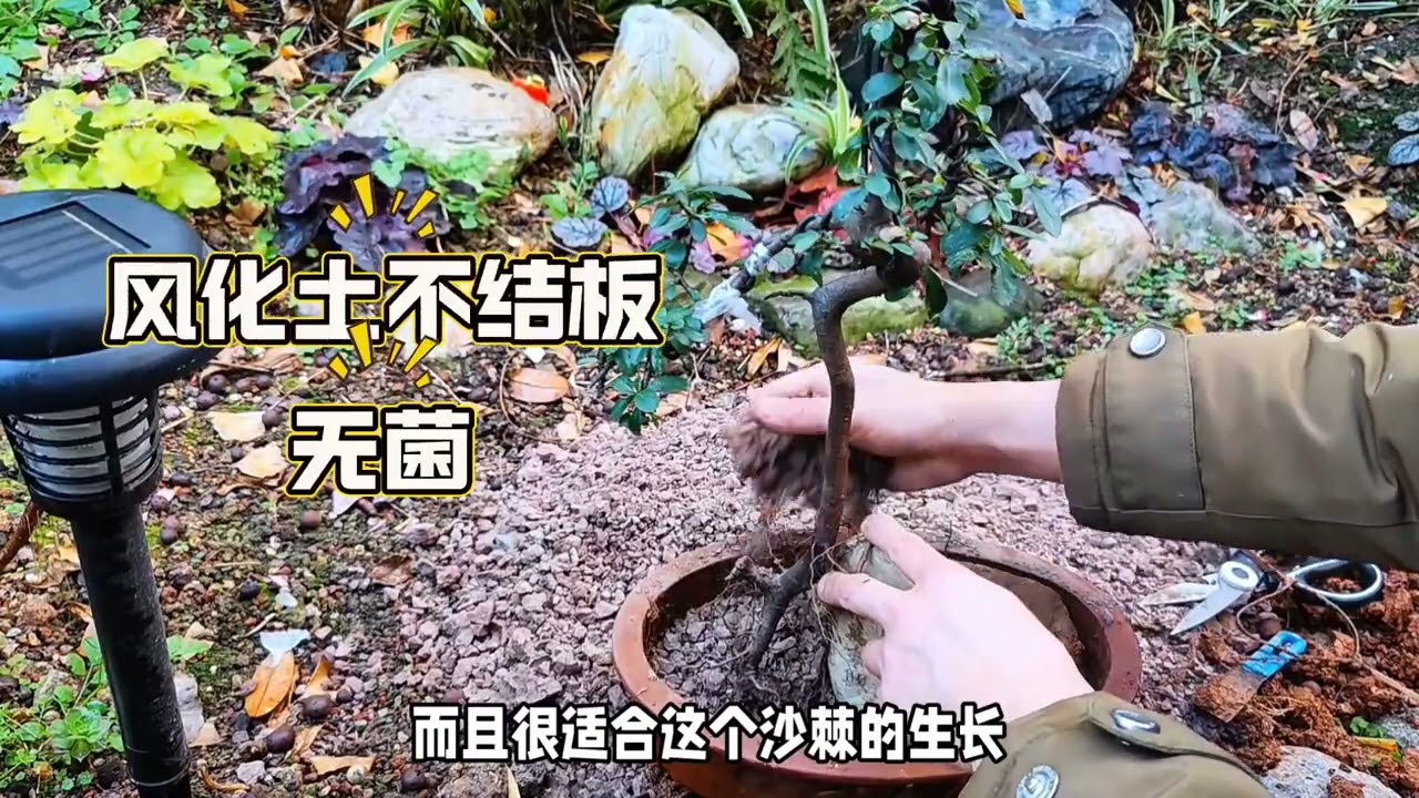 盆栽千万不要用黄土，用风化土沥水生根效果好 #养花小知识 #养花专用土壤 #分享养花经验 #我家宝贝过新年 #种植小技巧