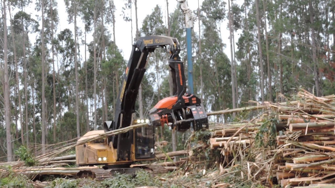 Cabezal SouthStar QS600 multi-stemming Eucalipto 02