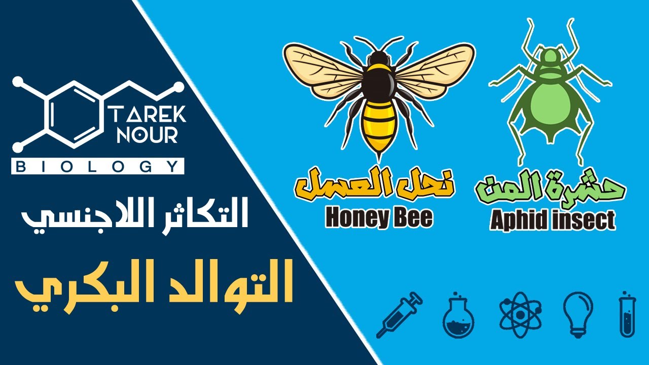 ملخص التوالد البكري | نحل العسل و حشرة المن - Tarek Nour Biology