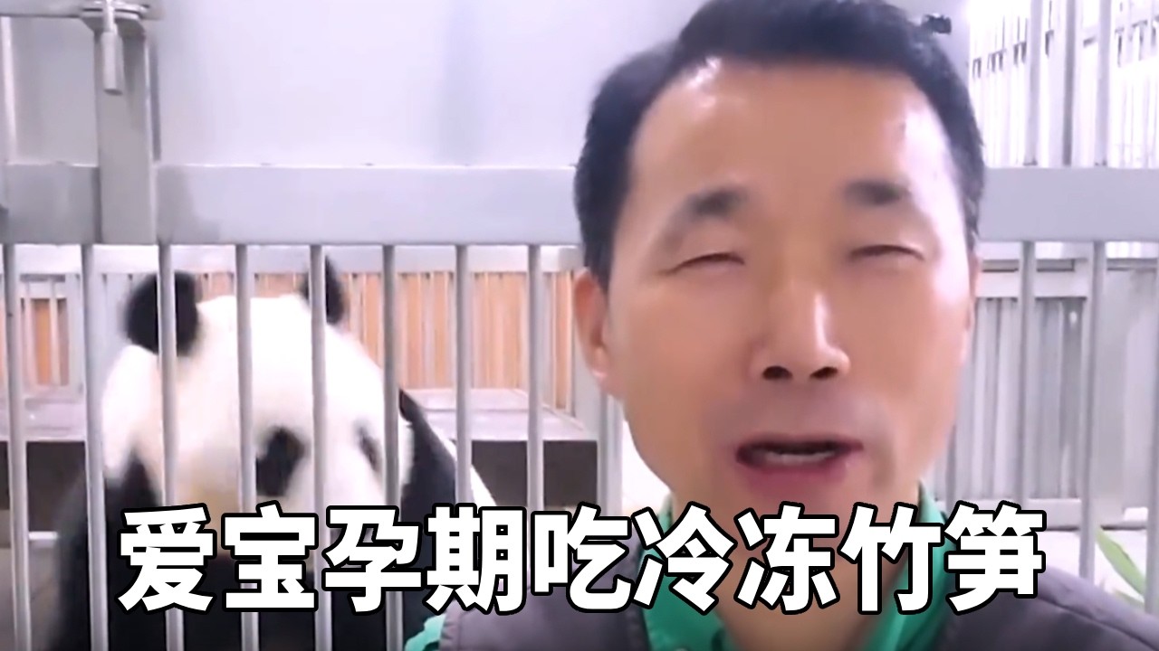 爱宝乐宝恋爱完成，孕期内可以吃到姜爷爷夏天冷冻的竹笋了，接下来爱宝肯定会被照顾的很好！#爱宝乐宝 #爱宝三胎