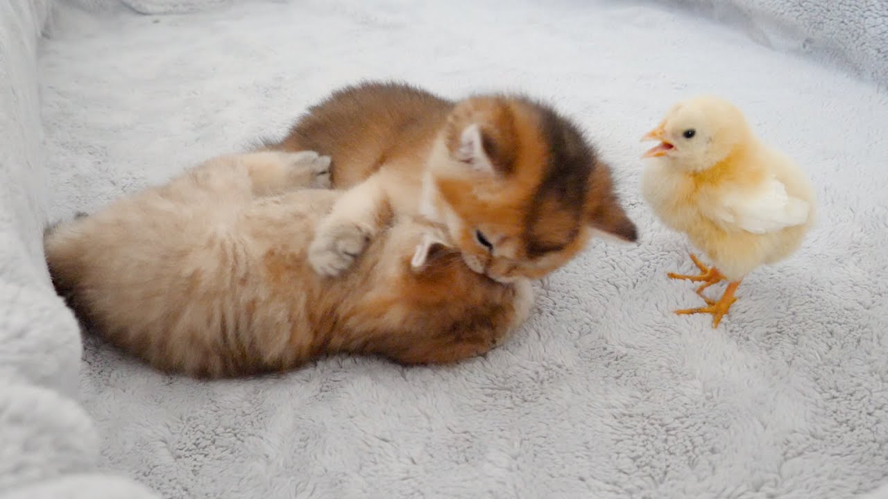 A tiny chick is trying to stop a fight between twin kittens