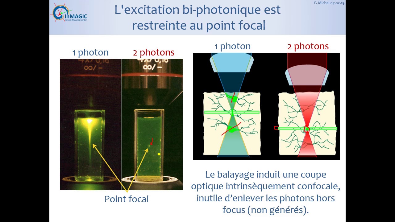Microscopie de fluorescence : Multiphoton 2.4