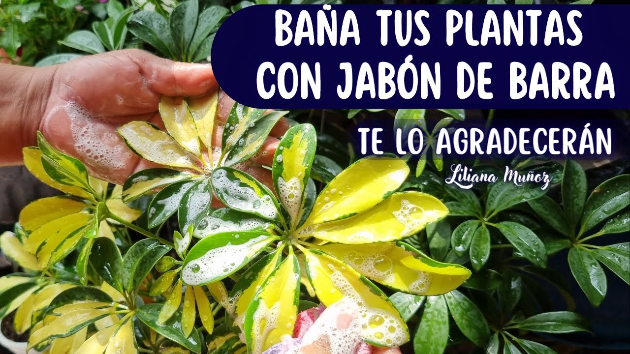 BAÑA TUS PLANTAS CON JABÓN DE BARRA TE LO AGRADECERÁN/Liliana Muñoz