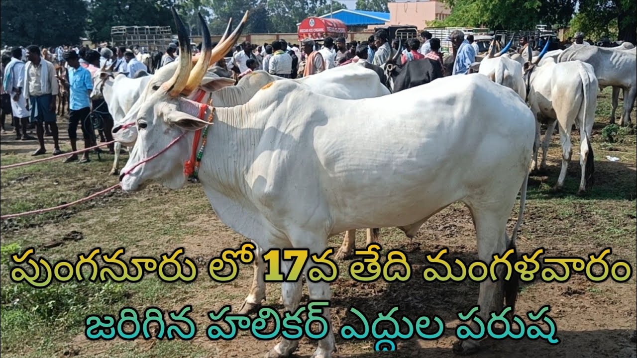Hallikar Bulls Market in Punganur going on every Tuesday 6AM to 12PM
