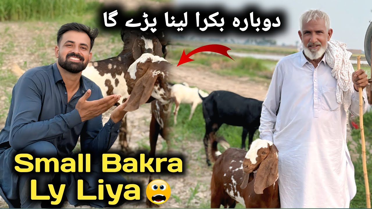 Expensive Bakra Ly Liya 🤔 | چھوٹا بکرا مہنگا ملا اب دوبارہ بکرا لینا پڑے گا