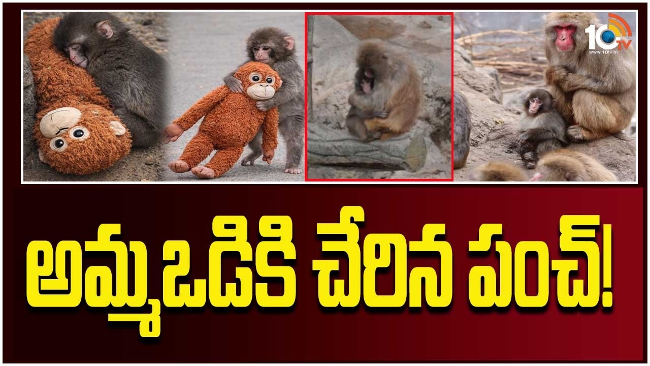 Viral Baby Monkey Punch Receives Long-Awaited Hug from his Troop | Japan Punch Monkey | 10TV Digital