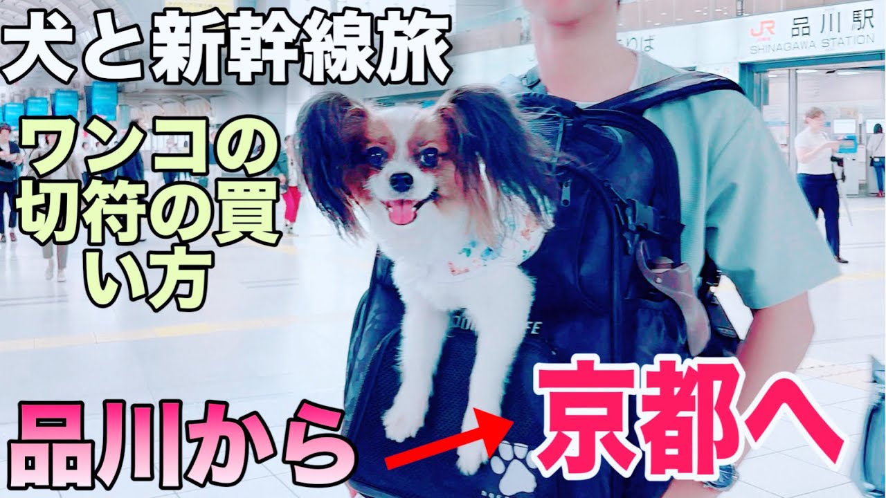京都①犬旅【新幹線のぞみ】グリーン車で京都へ ワンコの切符はココでも買える？おススメの席は？