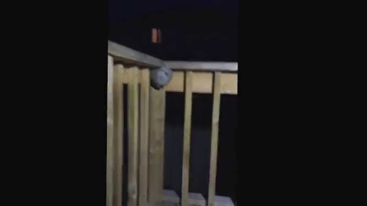 #2 Wasp Control White Light DANGEROUS