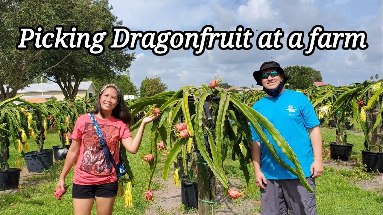 Picking Dragonfruit at a Farm in SoutWest, Florida.