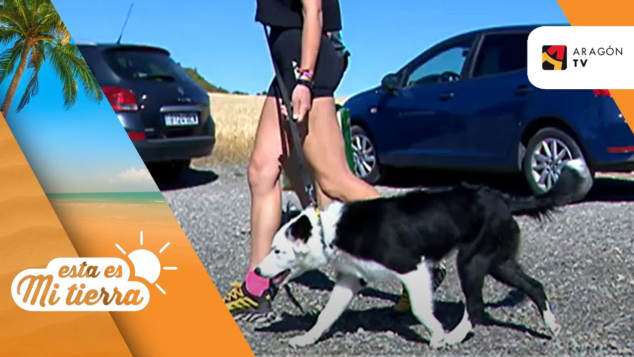 Una residencia canina al estilo noruego