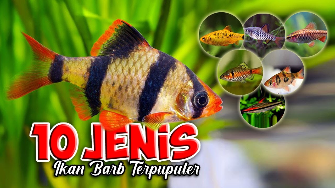 10 Jenis Ikan Tiger Barb / Ikan Sumatra, yang Paling Pupoler