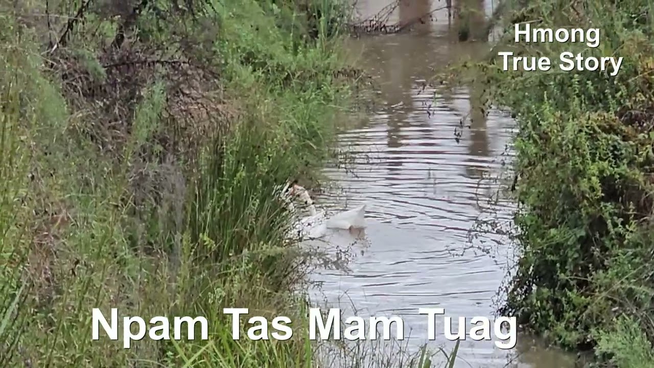 Npam tas mam tuag 01/31/26
