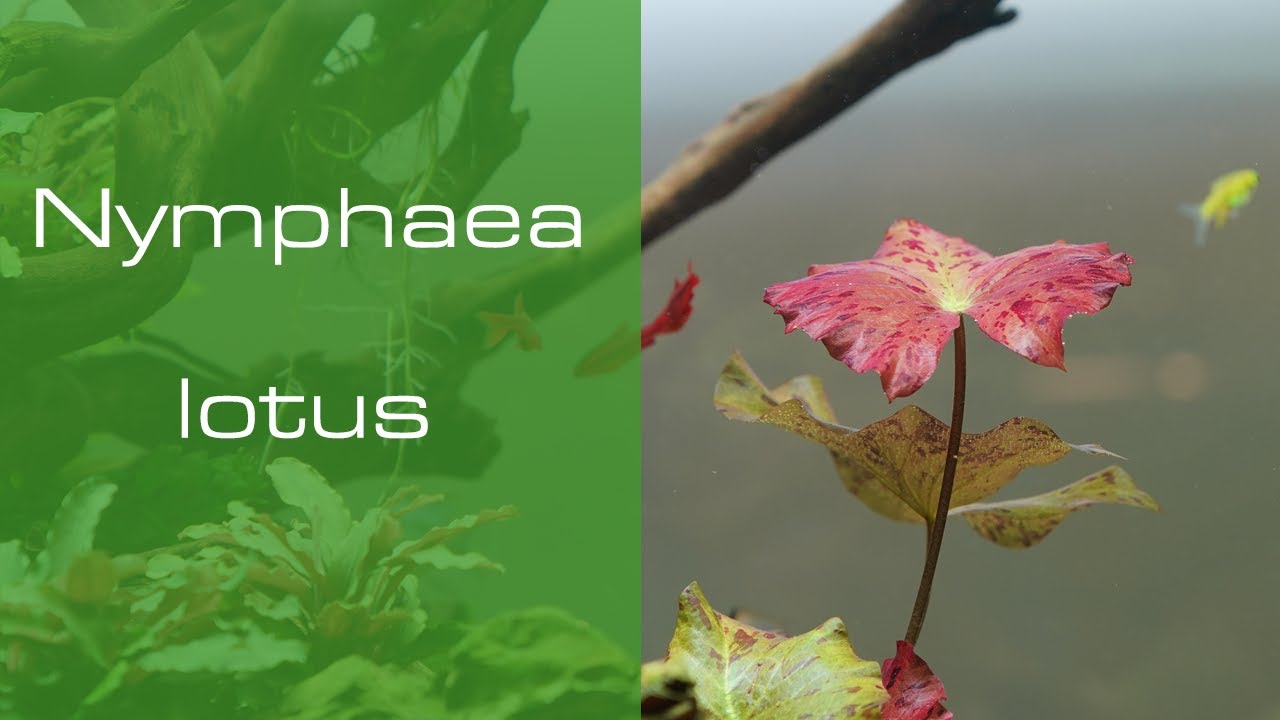 Nymphaea lotus - Red lotus - Una planta especial - PezVerde